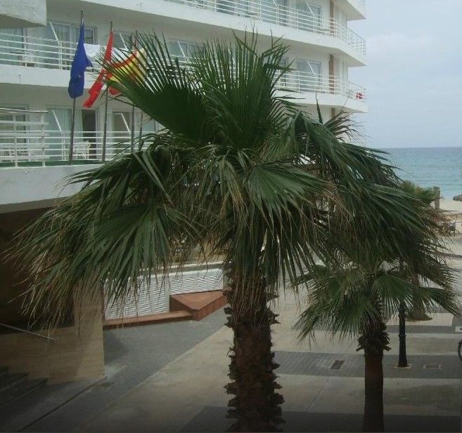 Arcos Playa S'Illot (Mallorca)
